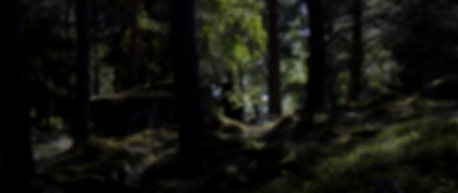 Finnish forest landscape